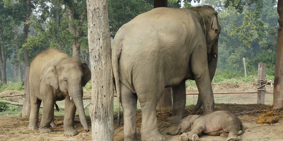 Chitwan Jungle Safari Tour Elephant breeding center 